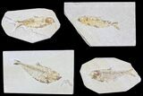 Lot: Green River Fossil Fish - Pieces #81273-1